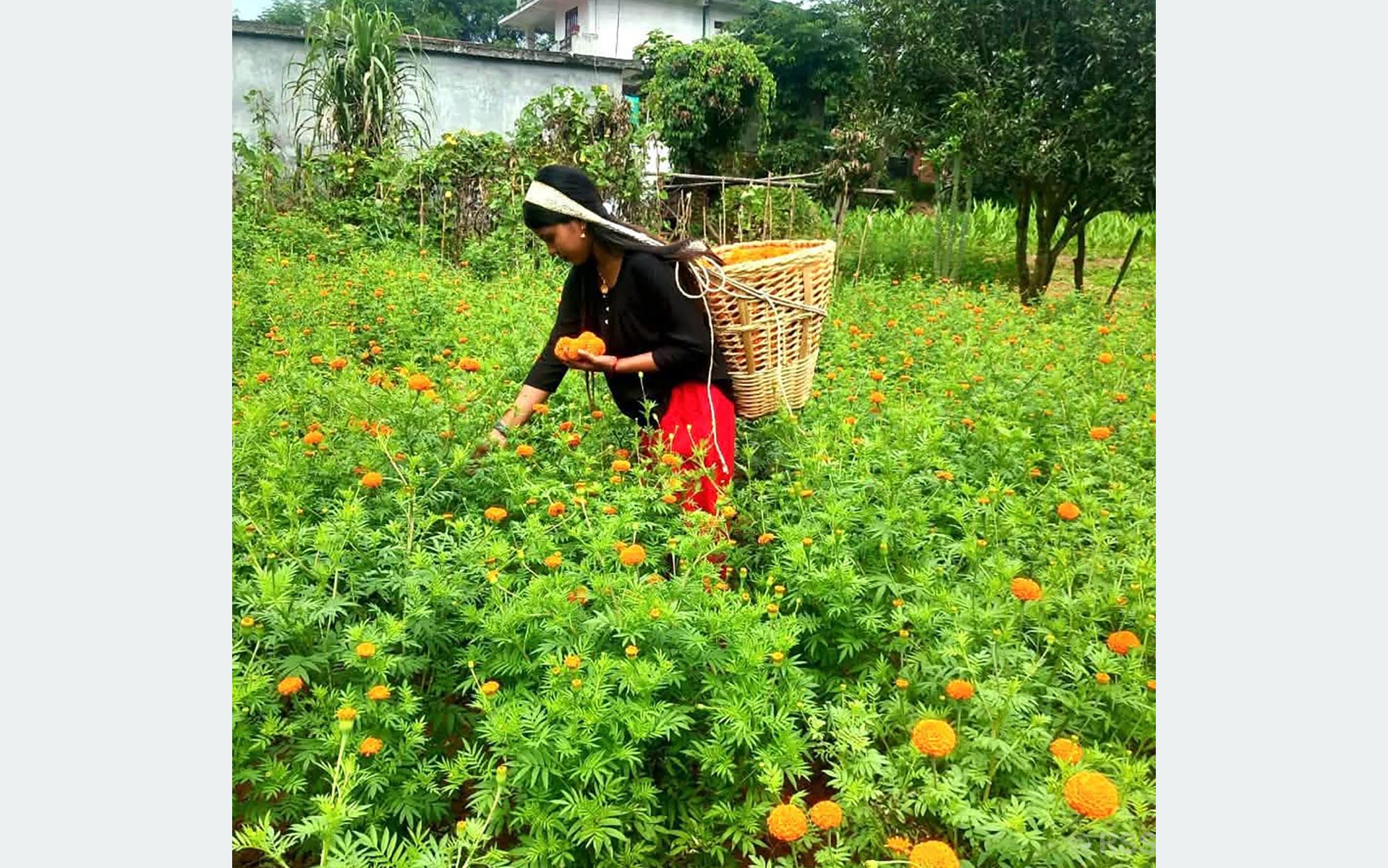 Tanahun women's marigold enterprise expands to 45 ropanis before Dashain